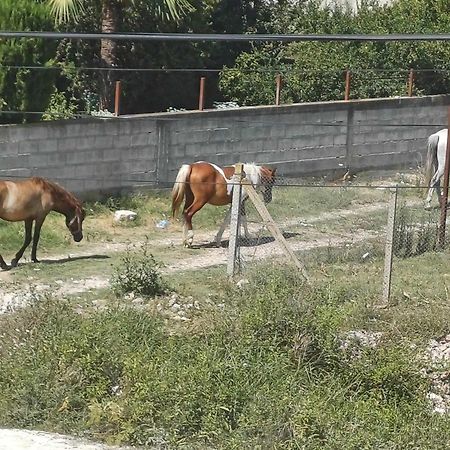 Villa Likaj Berat Kültér fotó